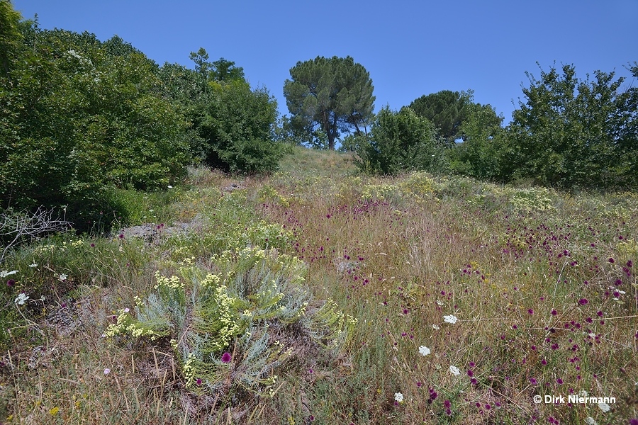 Plant community of Bagno Vignoni
