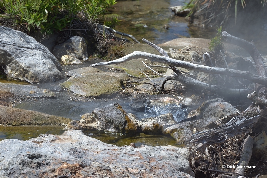 Spouter at the foot of Whakarewarewa Terrace