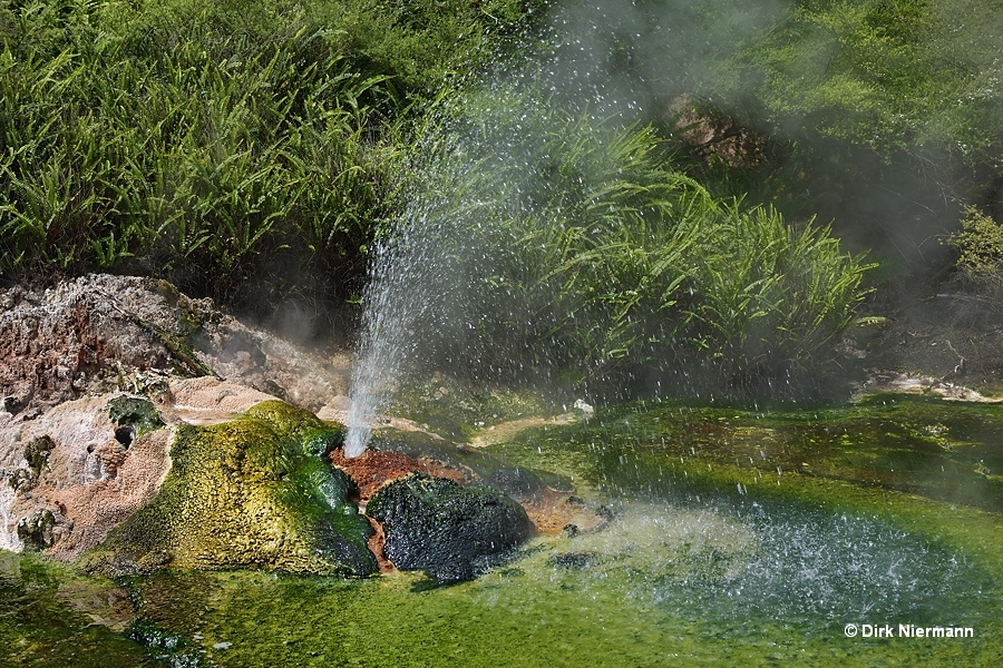 Bird's Nest Spring