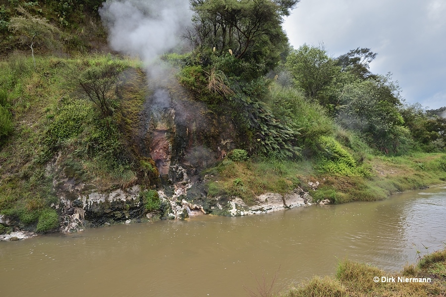 Spring at Waimangu Stream