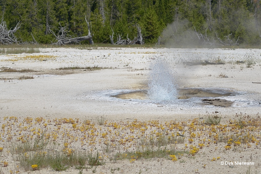 Outpost Geyser Yellowstone