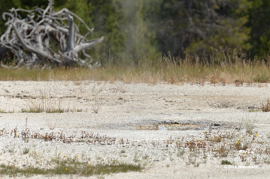 Yellow Bubbler Geyser Yellowstone
