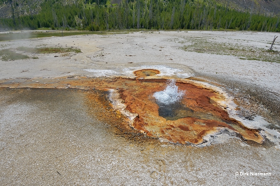 Cinnamon Spouter Yellowstone