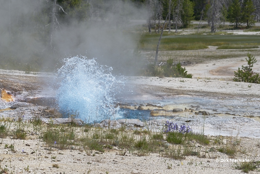 Bank Geyser Yellowstone