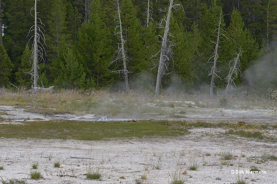 Zig Zag Spring, Daisy Group, Yellowstone