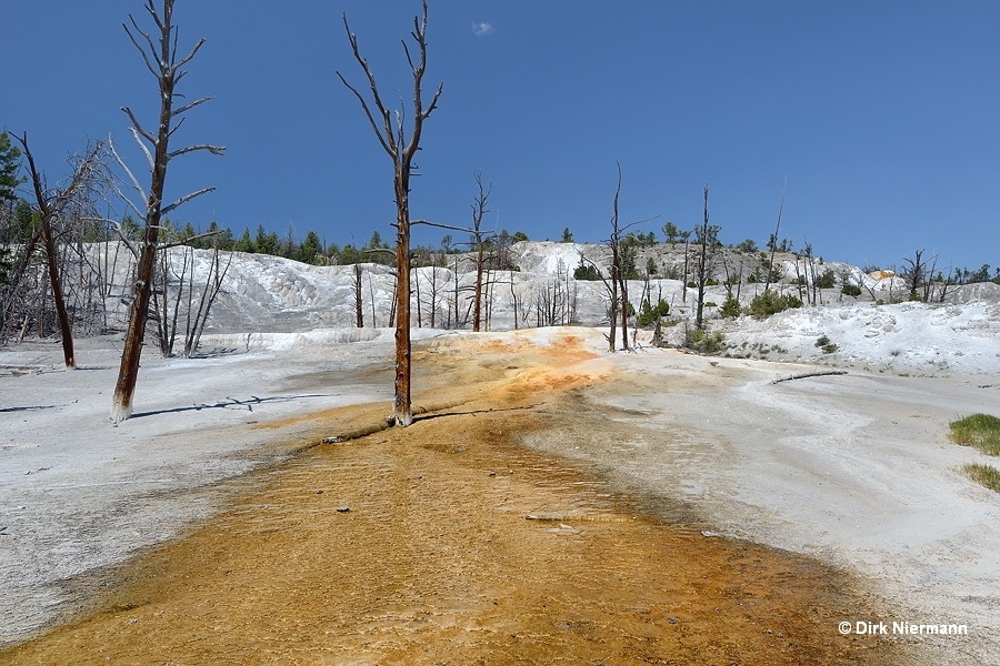 Angel Terrace Mammoth Hot Springs Yellowstone