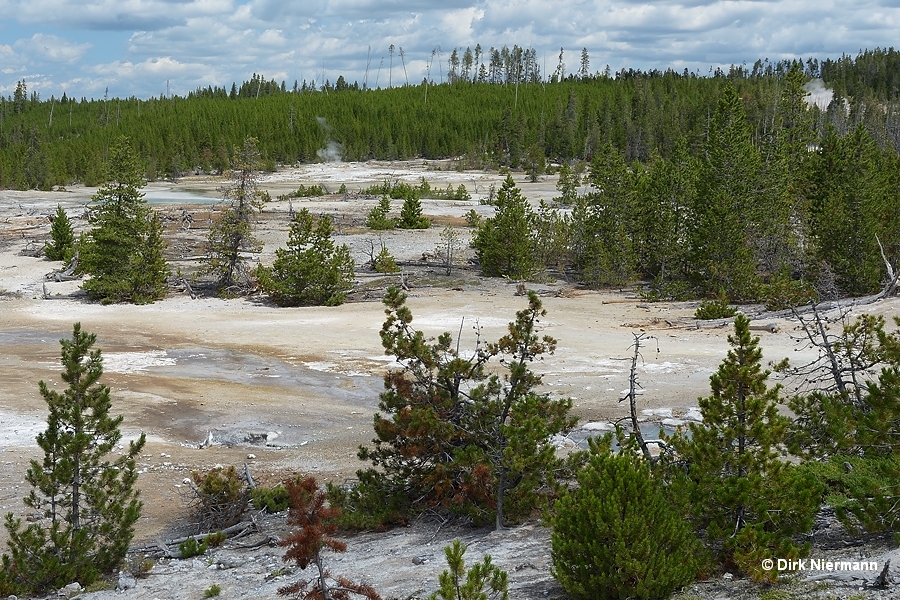 Grandson of Green Dragon Spring Yellowstone