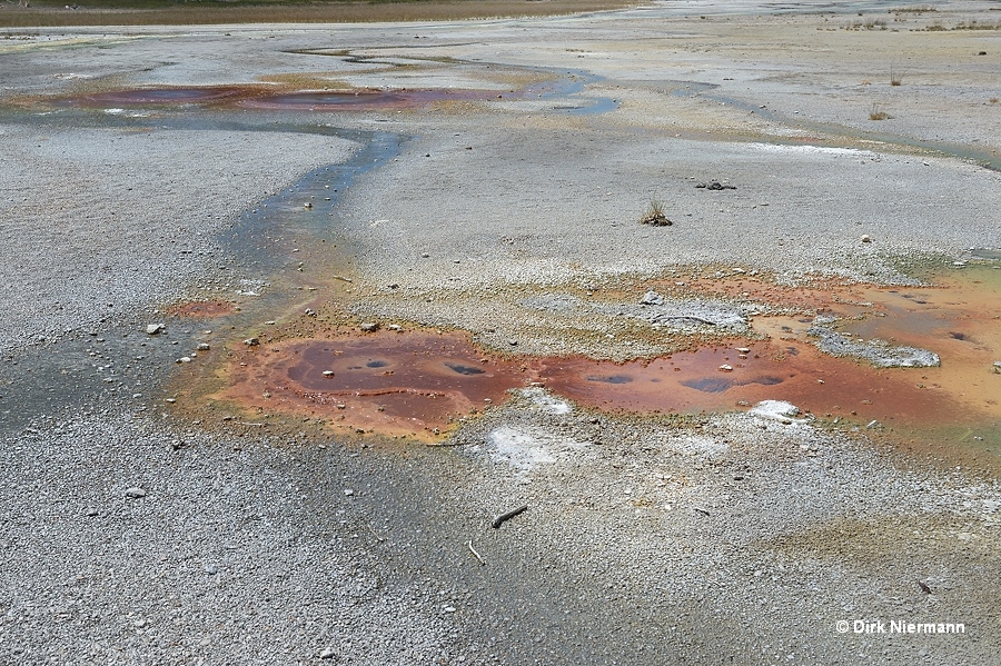 Small springs on the flat across from the Whirligig Geysers Yellowstone