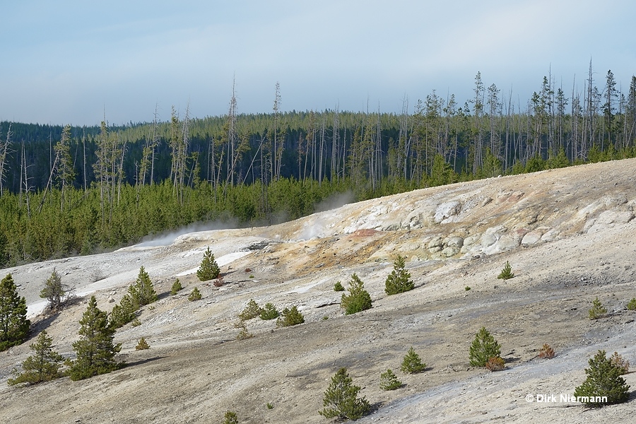 Geysers at northeast corner of Porcelain Basin Yellowstone