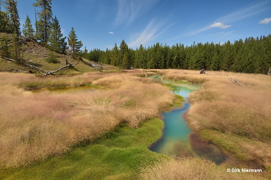 Rabbit Highland spring Yellowstone