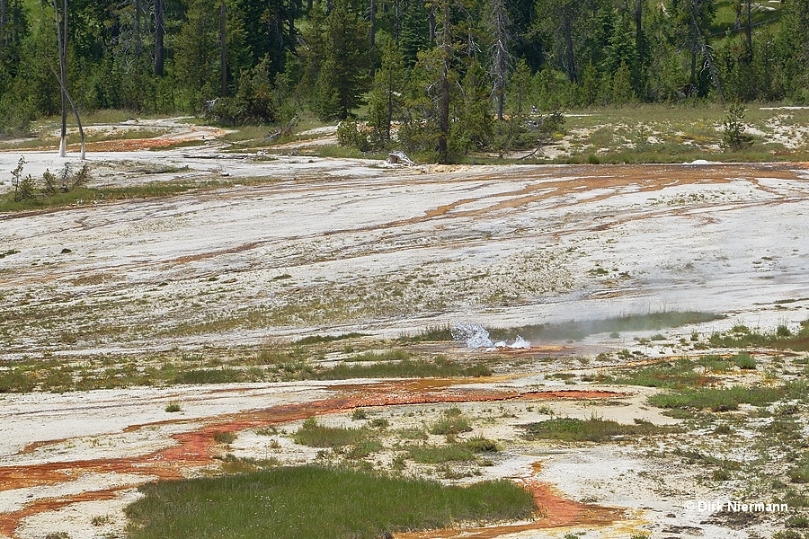 Bronze Geyser Shoshone Basin Yellowstone