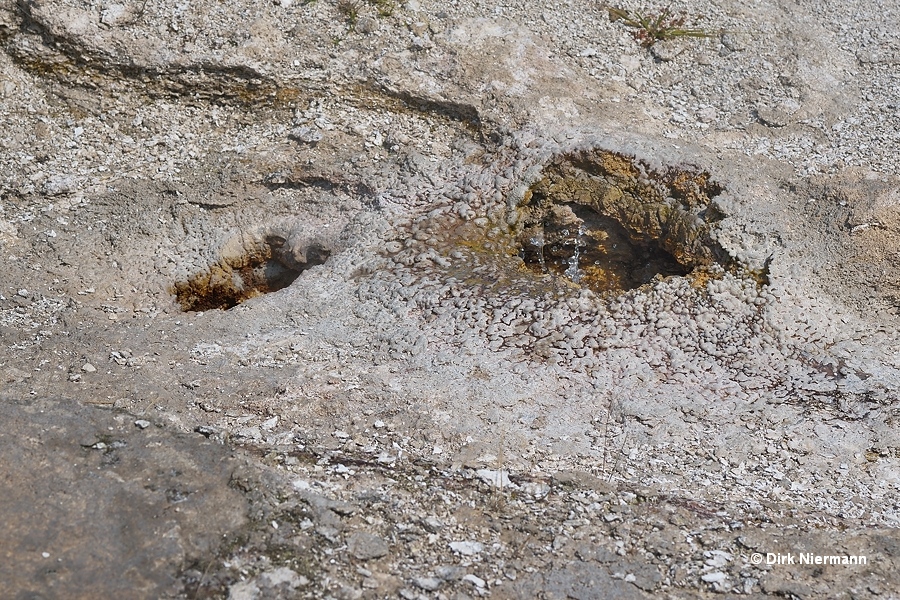 Snake Eyes Geyser Yellowstone