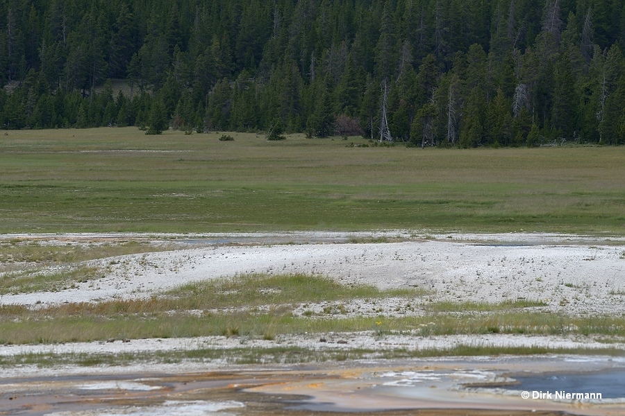 Stirrup Spring UNNG-THD-1 Yellowstone